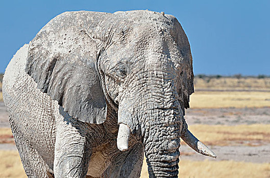 非洲象,成年,雄性,遮盖,干燥,泥,埃托沙国家公园,纳米比亚,非洲