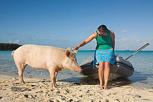 巴哈马,大,女人,野猪,海滩