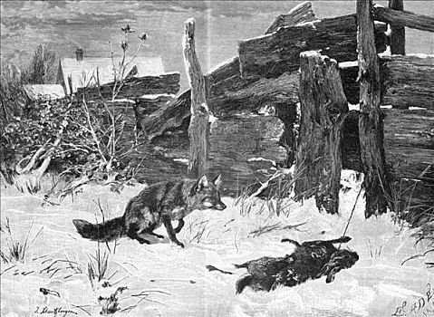 狐狸,野兔,奥地利,1891年
