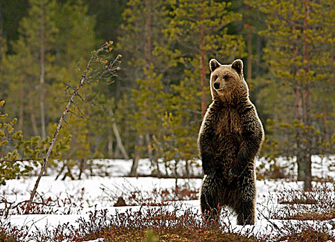 欧洲,褐色,熊,成年,后腿站立,雪,遮盖,湿地,松柏科,树林,芬兰