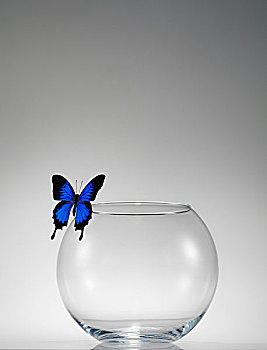 蝴蝶,鱼缸