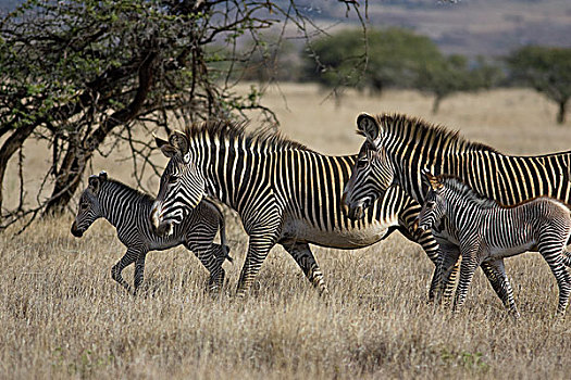 斑马,细纹斑马,女性,小马,莱瓦野生动物保护区,北方,肯尼亚