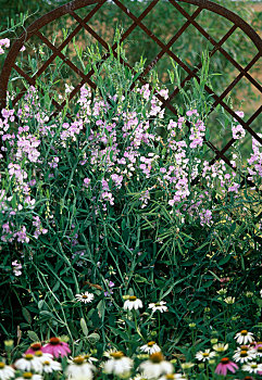 香豌豆花,多年生植物