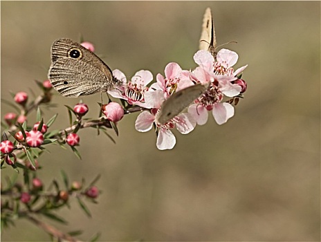 蝴蝶,澳大利亚,花