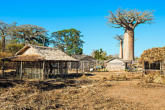 猴面包树,传统,茅草屋顶,房子,省,马达加斯加,非洲