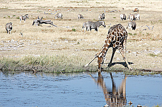 纳米比亚,埃托沙国家公园,长颈鹿,斑马