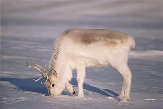 北美驯鹿,挖,下方,雪,揭示,草,艾利斯摩尔岛,加拿大
