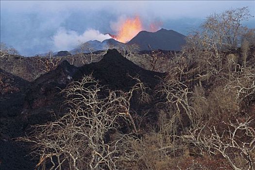 新,溅污,老,植被,火山口,火山岩,喷泉,动作,裂缝,火山,费尔南迪纳岛,加拉帕戈斯群岛,厄瓜多尔