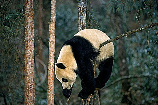 大熊猫,树上,卧龙自然保护区,中国