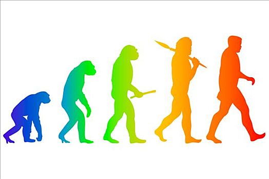 人,演化,次序,象征,关系,人类,猿