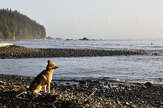 狗,胡安德富卡省立公园,温哥华岛,不列颠哥伦比亚省,加拿大