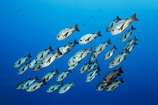 成群,黑白,鲷鱼,尼日尔,游动,公海,大堡礁,太平洋,澳大利亚,大洋洲