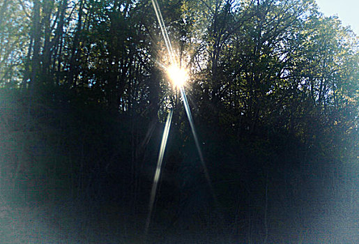 太阳,光照,树