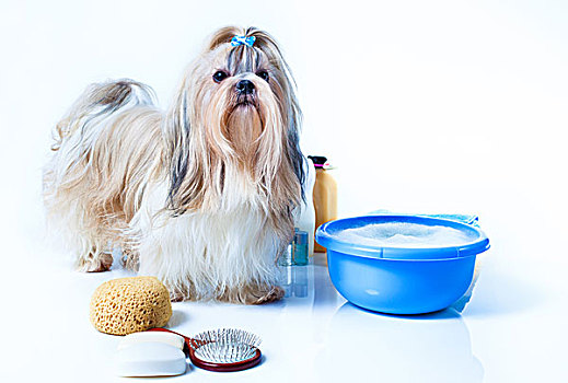 西施犬,狗,洗,概念,头像,梳子,毛巾,肥皂,白色背景,背景