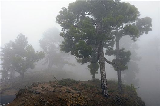 雾,帕尔玛,加纳利群岛,西班牙