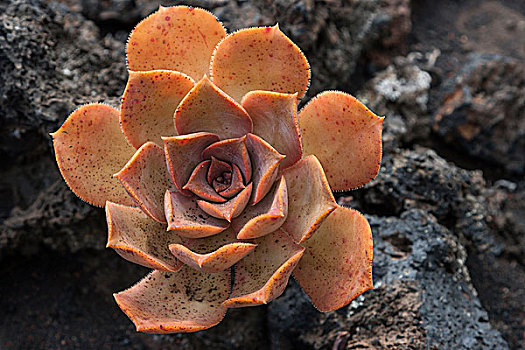莲花掌属植物,火山岩,帕尔玛,加纳利群岛,西班牙,欧洲