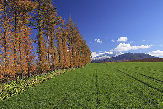 落叶松属植物,山