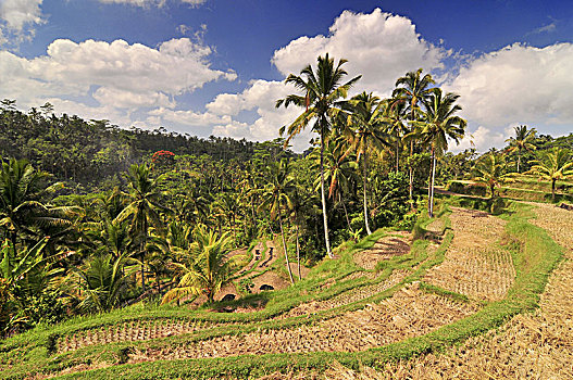 梯田,稻田,巴厘岛,印度尼西亚