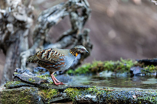 生活在中国西南阔叶林地的红喉山鹧鸪鸟