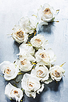 白色蔷薇,头部,萎蔫,俯视图