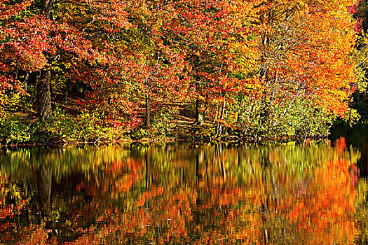 秋色,反射,水塘,铁,山,魁北克,加拿大
