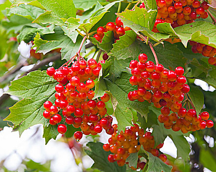 红色,荚莲属植物,浆果,露珠,枝条