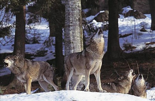 狼,哺乳动物,巴伐利亚森林,国家公园,德国,欧洲,动物