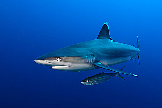 银鳍鲨,白边真鲨,濑鱼,靠近,父亲,礁石,巴布亚新几内亚,水下