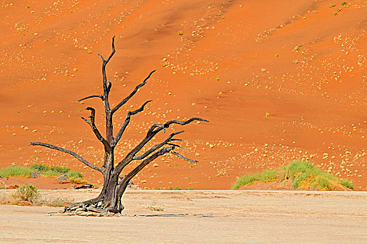 枯木,死亡谷,索苏维来地区,纳米比诺克陆夫国家公园,纳米比亚