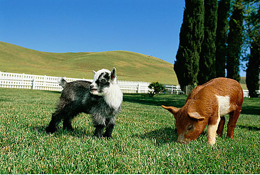 矮小,山羊,猪,加利福尼亚,美国