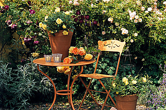 玫瑰,花园桌,历史,花园