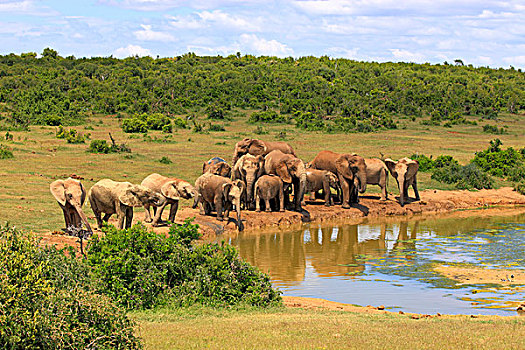 非洲象,牧群,水潭,阿多大象国家公园,东开普省,南非,非洲