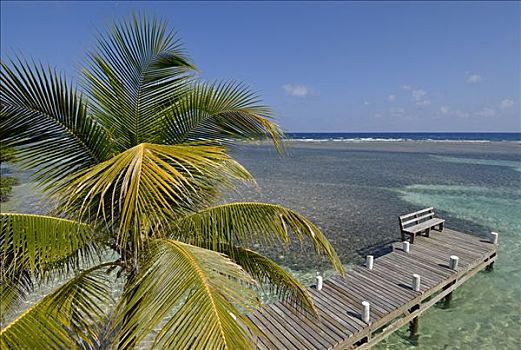 棕榈树,浴,码头,南方,水,加勒比海,环礁,伯利兹,中美洲