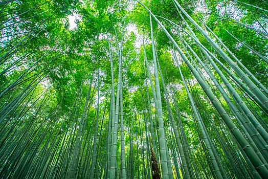 竹林绿竹子背景素材