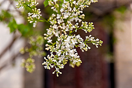 园林,花,丁香花