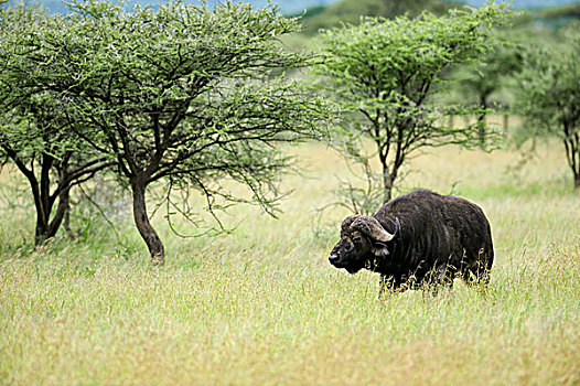 坦桑尼亚,塞伦盖蒂国家公园,南非水牛