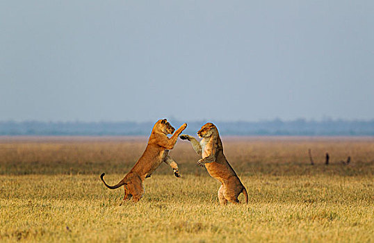 狮子,两个,雌狮,玩,黎明,萨维提,乔贝国家公园,博茨瓦纳,非洲