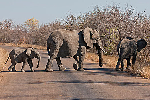 非洲,大象,道路,克鲁格国家公园,南非