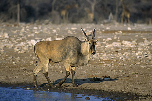 纳米比亚,埃托沙国家公园,大羚羊,雄性