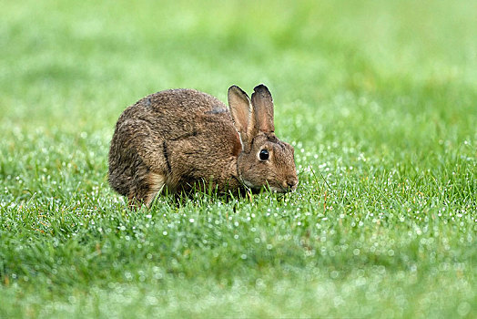 欧洲兔,兔豚鼠属,湿,草地,下莱茵,北莱茵威斯特伐利亚,德国,欧洲