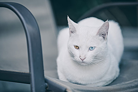 红蓝双色眼的猫