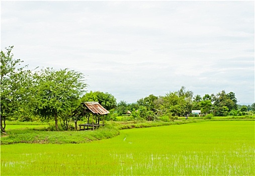 风景,稻田,泰国