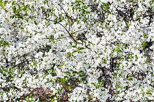 白花,樱桃树,春天