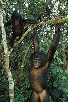 倭黑猩猩,两个,幼小,刚果