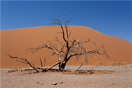 沙丘,索苏维来地区,纳米比亚,枯木