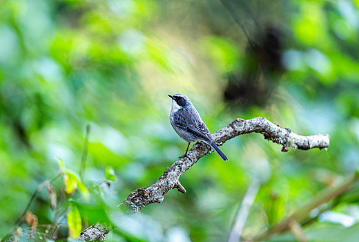 栖息于中国西南边陲的灰林鵖鸟