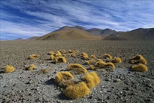 干燥地带,高原,玻利维亚