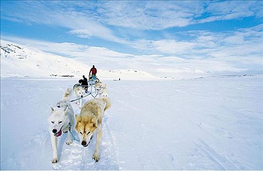 哈士奇犬,狗拉雪橇,哺乳动物,雪,跋涉,北方,瑞典,斯堪的纳维亚,欧洲,狗,探险,假日,宠物,动物