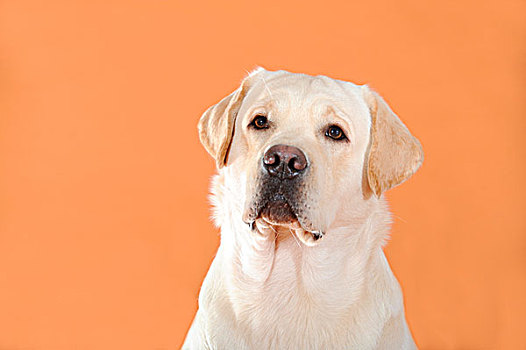 黄色拉布拉多犬,肖像
