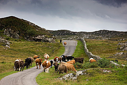 牛,乡村道路,苏格兰
